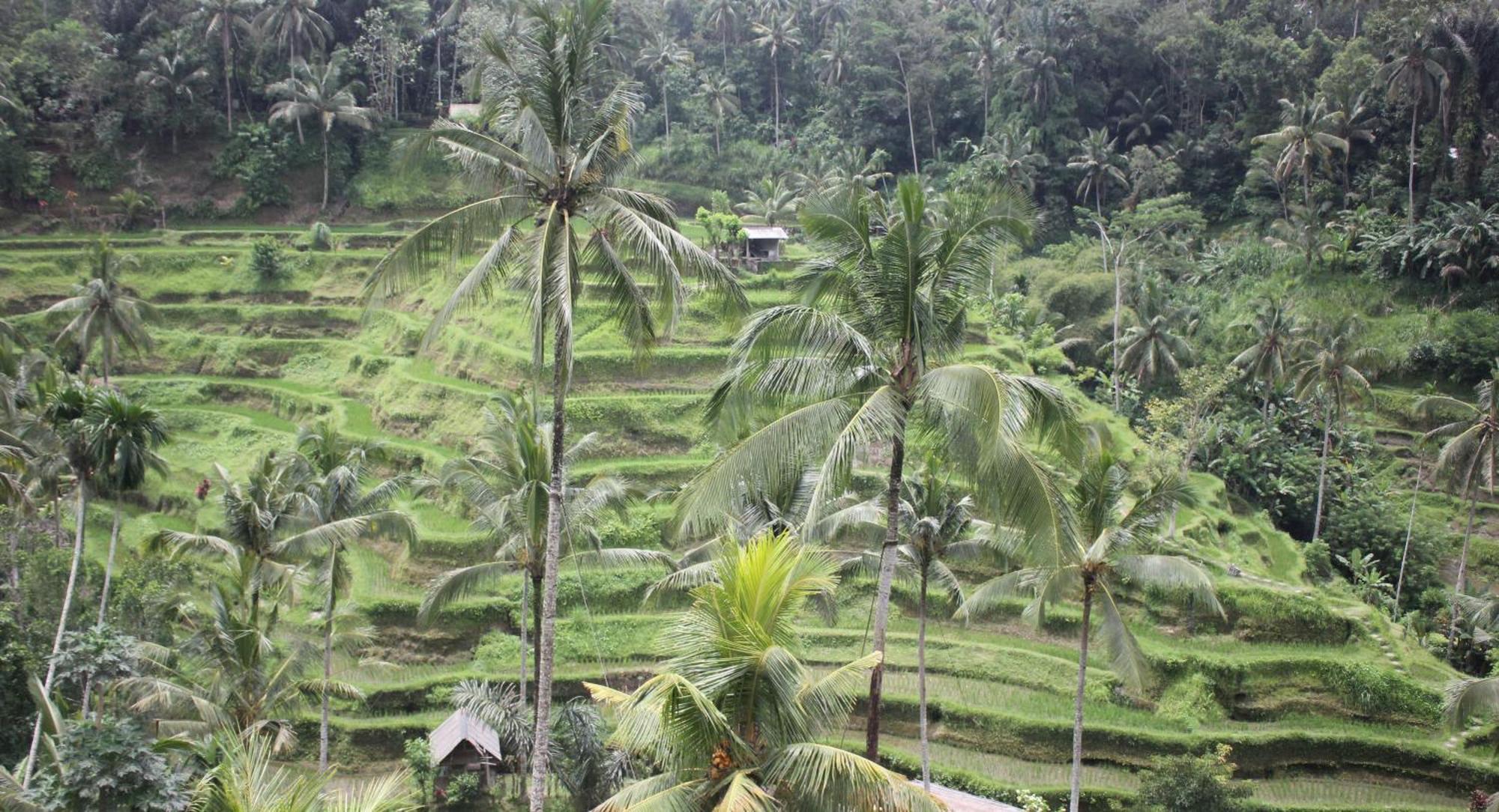 Sari Gong Guest House, A Trishula Collection Ubud  Ngoại thất bức ảnh